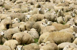 Manufacturers Exporters and Wholesale Suppliers of Sheeps New Delhi Delhi