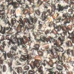 Manufacturers Exporters and Wholesale Suppliers of Cotton Seed Coimbatore Tamil Nadu