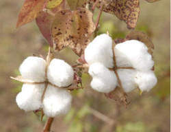 Manufacturers Exporters and Wholesale Suppliers of Indian Raw Cotton Coimbatore Madhya Pradesh