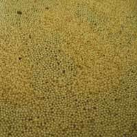 Manufacturers Exporters and Wholesale Suppliers of Agro Seeds Indore Madhya Pradesh