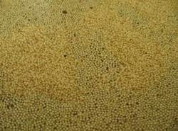 Manufacturers Exporters and Wholesale Suppliers of Amaranth Seeds Indore Madhya Pradesh