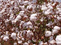 Manufacturers Exporters and Wholesale Suppliers of Cotton Fiber Indore Madhya Pradesh