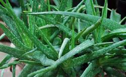 Manufacturers Exporters and Wholesale Suppliers of Aloe Vera Indore Madhya Pradesh