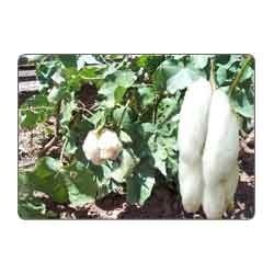 Manufacturers Exporters and Wholesale Suppliers of Raw Cotton Surat Gujarat