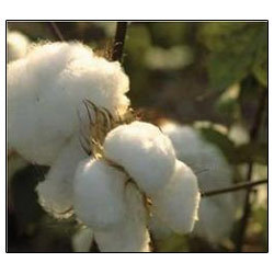 Manufacturers Exporters and Wholesale Suppliers of Pure Raw Cotton Chennai Tamil Nadu