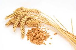 Manufacturers Exporters and Wholesale Suppliers of Indian Wheat San Jose California