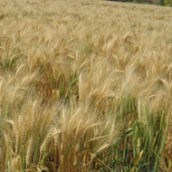 Manufacturers Exporters and Wholesale Suppliers of Wheat Ludhiana Punjab
