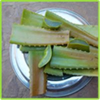 Manufacturers Exporters and Wholesale Suppliers of Aloe Vera Leaves Jaipur Rajasthan