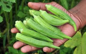 Manufacturers Exporters and Wholesale Suppliers of Okra Pune Maharashtra