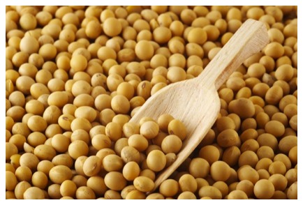 Manufacturers Exporters and Wholesale Suppliers of Oilseeds Ahmedabad Gujarat
