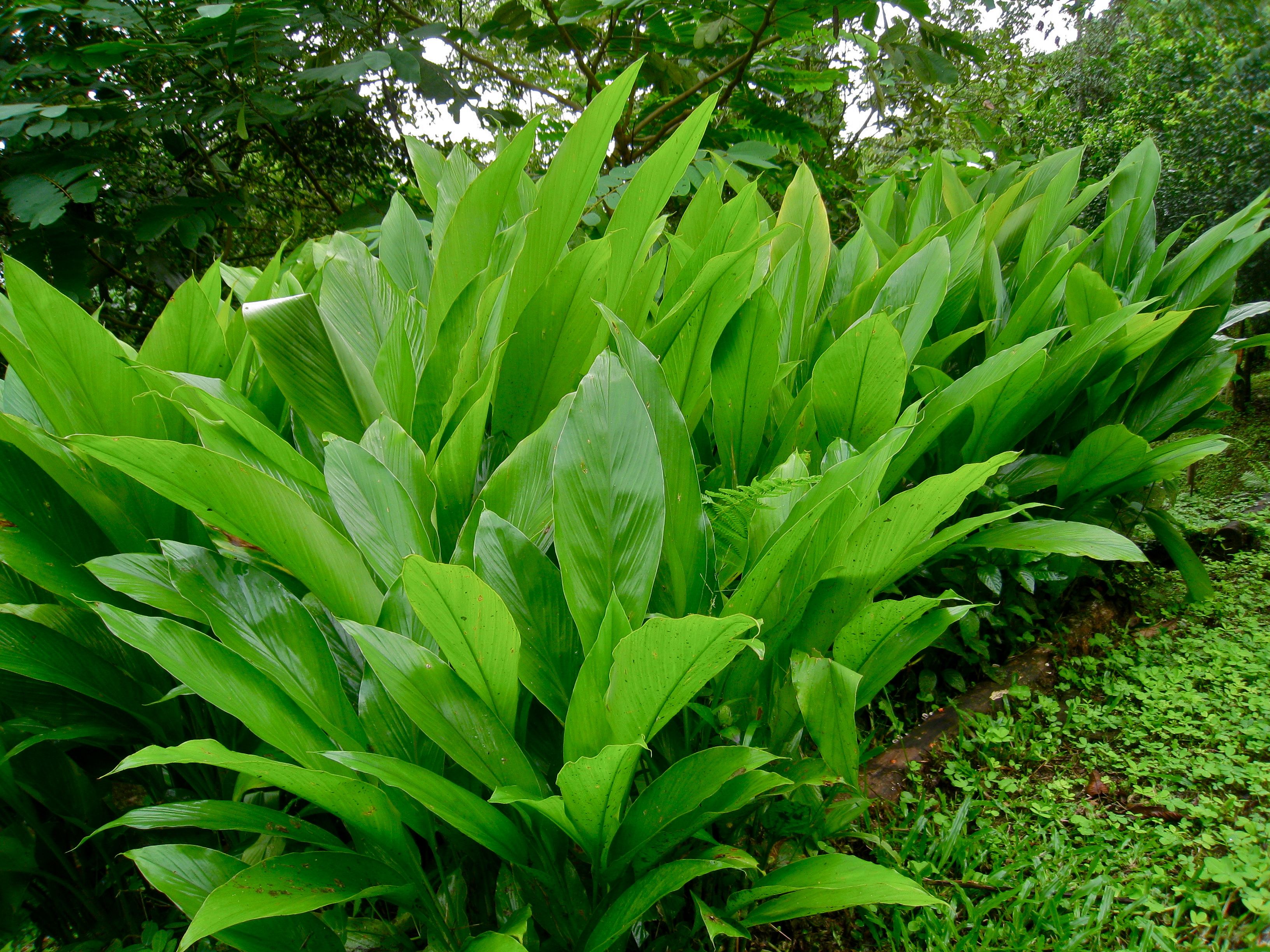Manufacturers Exporters and Wholesale Suppliers of Plants Gangtok Sikkim