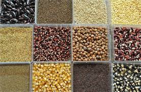 Manufacturers Exporters and Wholesale Suppliers of Seeds Gangtok Sikkim