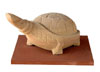 Manufacturers Exporters and Wholesale Suppliers of Tortoise Distt.Dausa Rajasthan