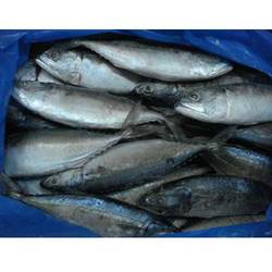 Manufacturers Exporters and Wholesale Suppliers of Mackerel Bareilly Uttar Pradesh