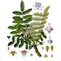 Manufacturers Exporters and Wholesale Suppliers of Frankincense Oil kannauj Uttar Pradesh