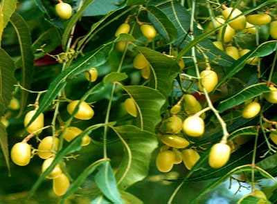 Manufacturers Exporters and Wholesale Suppliers of Neem Products Mumbai Maharashtra