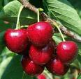Manufacturers Exporters and Wholesale Suppliers of Cherry mumbai Maharashtra