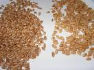 Manufacturers Exporters and Wholesale Suppliers of Wheat mumbai Maharashtra