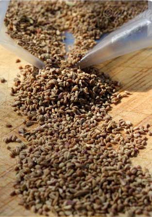 Manufacturers Exporters and Wholesale Suppliers of Carom Seeds Raipur Chhattisgarh