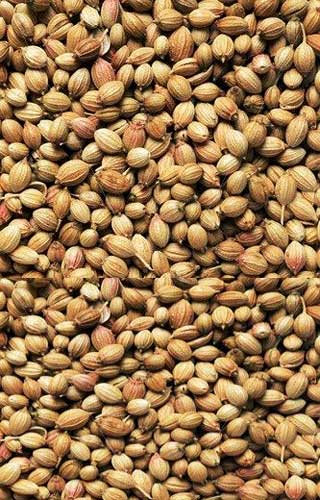 Manufacturers Exporters and Wholesale Suppliers of Coriander Seeds Raipur Chhattisgarh
