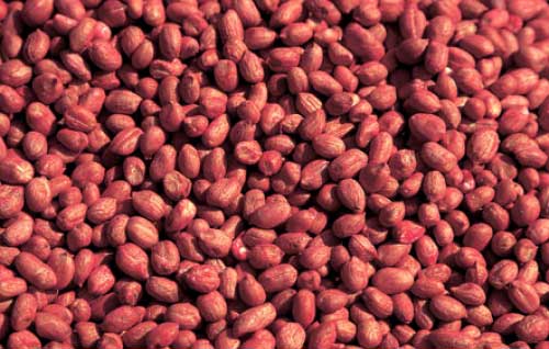 Manufacturers Exporters and Wholesale Suppliers of Peanut Kernels Raipur Chhattisgarh