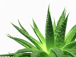 Manufacturers Exporters and Wholesale Suppliers of Aloevera Juice