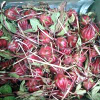 Manufacturers Exporters and Wholesale Suppliers of Hibiscus(Sabdariffa) Gadag Karnataka