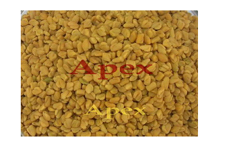 Manufacturers Exporters and Wholesale Suppliers of Fenugreek Seeds Jaipur Rajasthan