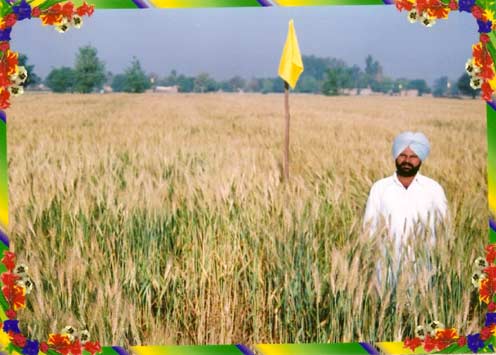 Manufacturers Exporters and Wholesale Suppliers of Basmati Wheat Bathinda Punjab
