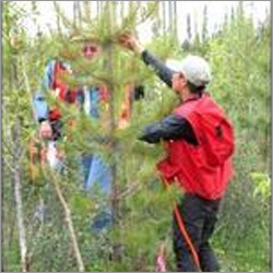 Manufacturers Exporters and Wholesale Suppliers of Forestry Management Services Ghaziabad Uttar Pradesh