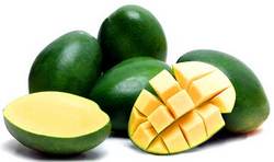 Manufacturers Exporters and Wholesale Suppliers of Green Mango namakkl Tamil Nadu