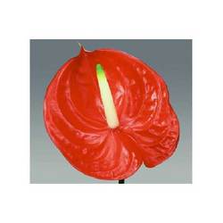 Manufacturers Exporters and Wholesale Suppliers of Anthurium Pune Maharashtra