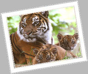 Manufacturers Exporters and Wholesale Suppliers of Ranthambore National Park agra Uttar Pradesh