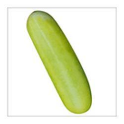Manufacturers Exporters and Wholesale Suppliers of Cucumbers Pune Maharashtra