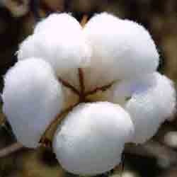Manufacturers Exporters and Wholesale Suppliers of Cotton Bales Rajkot Gujarat