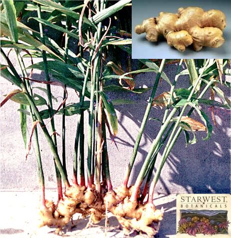 Manufacturers Exporters and Wholesale Suppliers of Ginger Argentina 