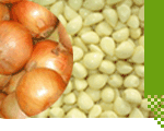 Manufacturers Exporters and Wholesale Suppliers of Vegetables series weifang 