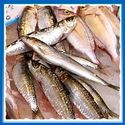 Manufacturers Exporters and Wholesale Suppliers of Frozen Sardine Singapore 