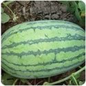 Manufacturers Exporters and Wholesale Suppliers of Hybrid Watermelon Seeds HYDERABAD Andhra Pradesh