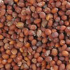 Manufacturers Exporters and Wholesale Suppliers of Rapeseeds AHMEDABAD Gujarat