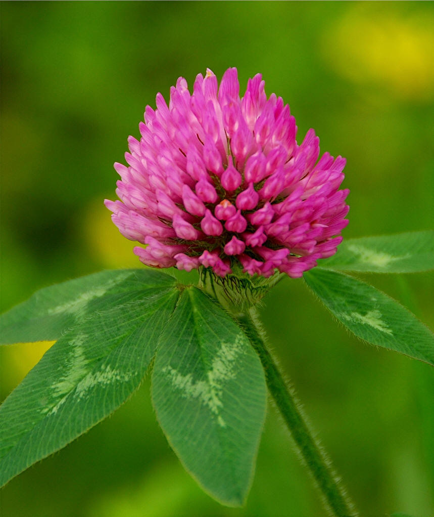 Manufacturers Exporters and Wholesale Suppliers of Red Clover extract Changsha, Hunan 