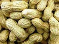 Manufacturers Exporters and Wholesale Suppliers of Groundnuts Chennai Tamil Nadu