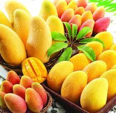 Manufacturers Exporters and Wholesale Suppliers of Mango pune Maharashtra