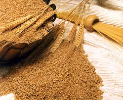 Manufacturers Exporters and Wholesale Suppliers of Wheat Kolkata West Bengal