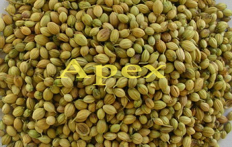 Manufacturers Exporters and Wholesale Suppliers of Coriander Seeds Jaipur Rajasthan