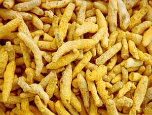 Manufacturers Exporters and Wholesale Suppliers of Turmeric Fingers jaipur Rajasthan