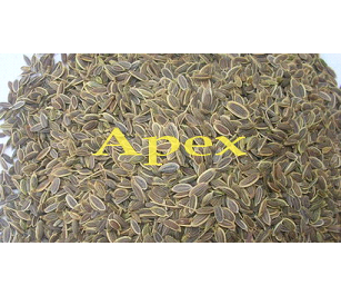 Manufacturers Exporters and Wholesale Suppliers of Dills Seeds Jaipur Rajasthan