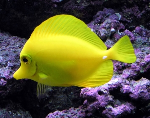 Manufacturers Exporters and Wholesale Suppliers of Aquarium Fish Chandigarh Punjab