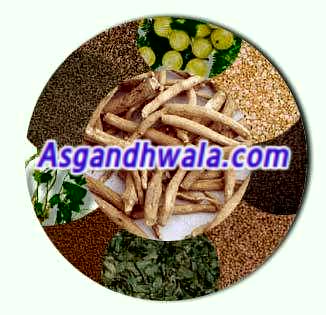 Manufacturers Exporters and Wholesale Suppliers of Kalmegh hyderabad Andhra Pradesh