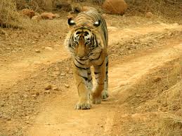Service Provider of Bandipur Tiger Reserve New Delhi Delhi 
